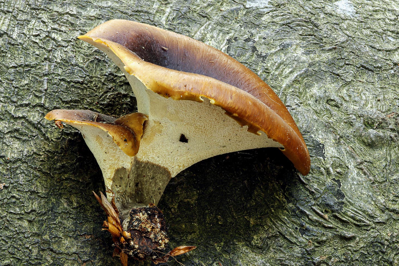 Polyporus durus    by Paul Goby